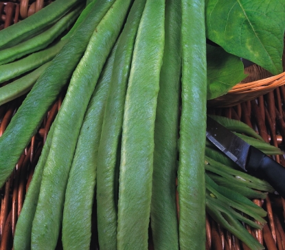Picture of Runner Bean Streamline